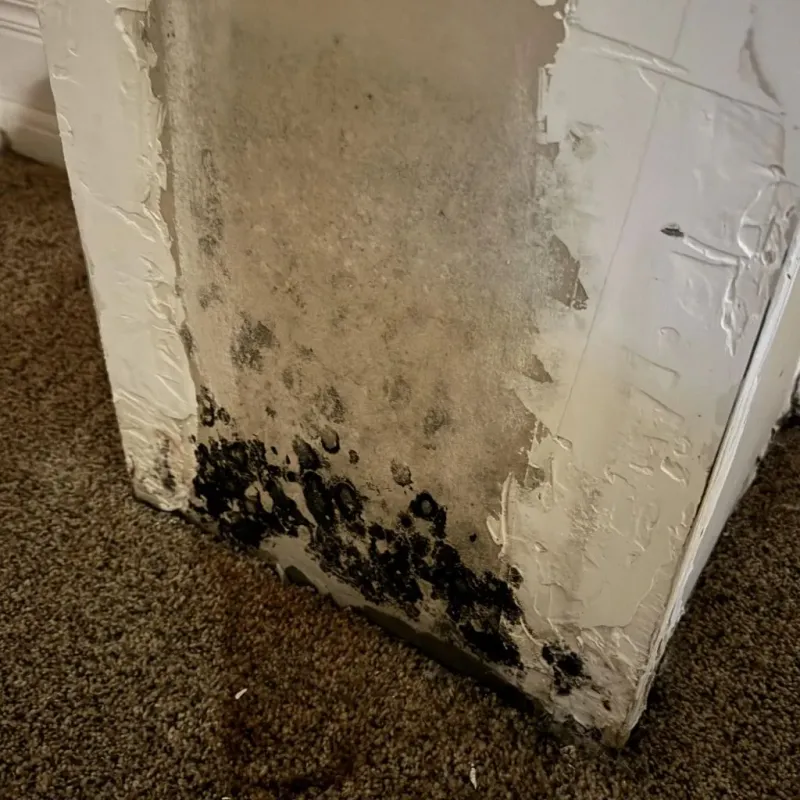 Professional Mold Removal in East Lansing, MI